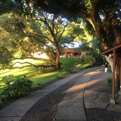 a path with trees on the side of the street